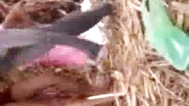 पोर्न ऑनलाइन पंजीकरण नहीं गर्म भारत की सेक्सी फिल्म लड़की उसे के साथ क्षेत्र में